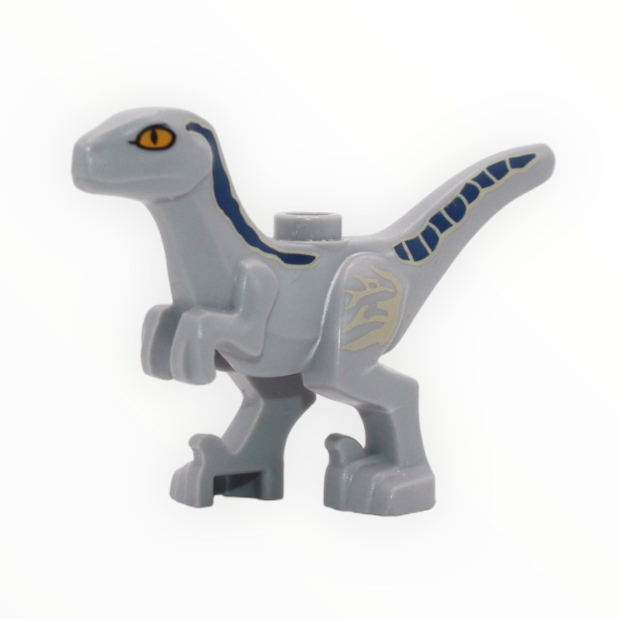 Beta (light bluish gray with blue and tan markings, 2022)