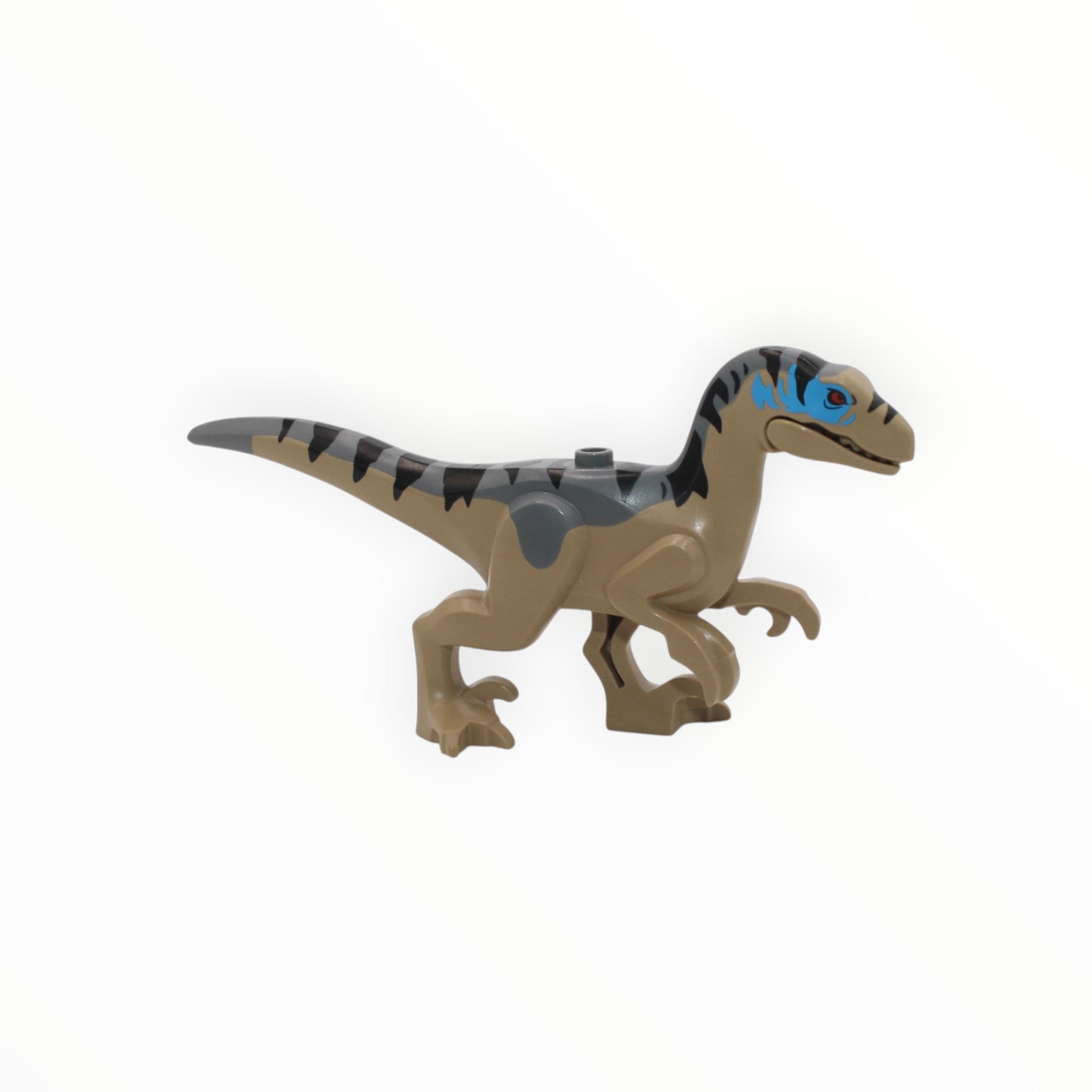 Dark Tan Velociraptor (dark bluish gray back, blue eye patches, 2025)