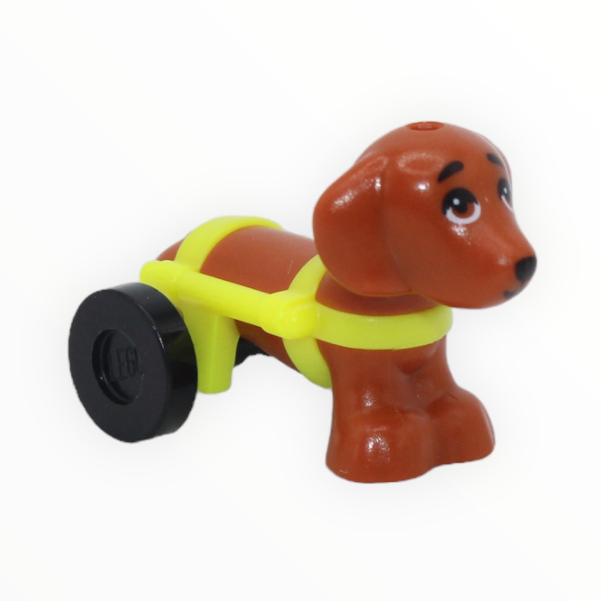 Dark Orange Dachshund with neon-yellow wheelchair harness (Friends, black wheels)