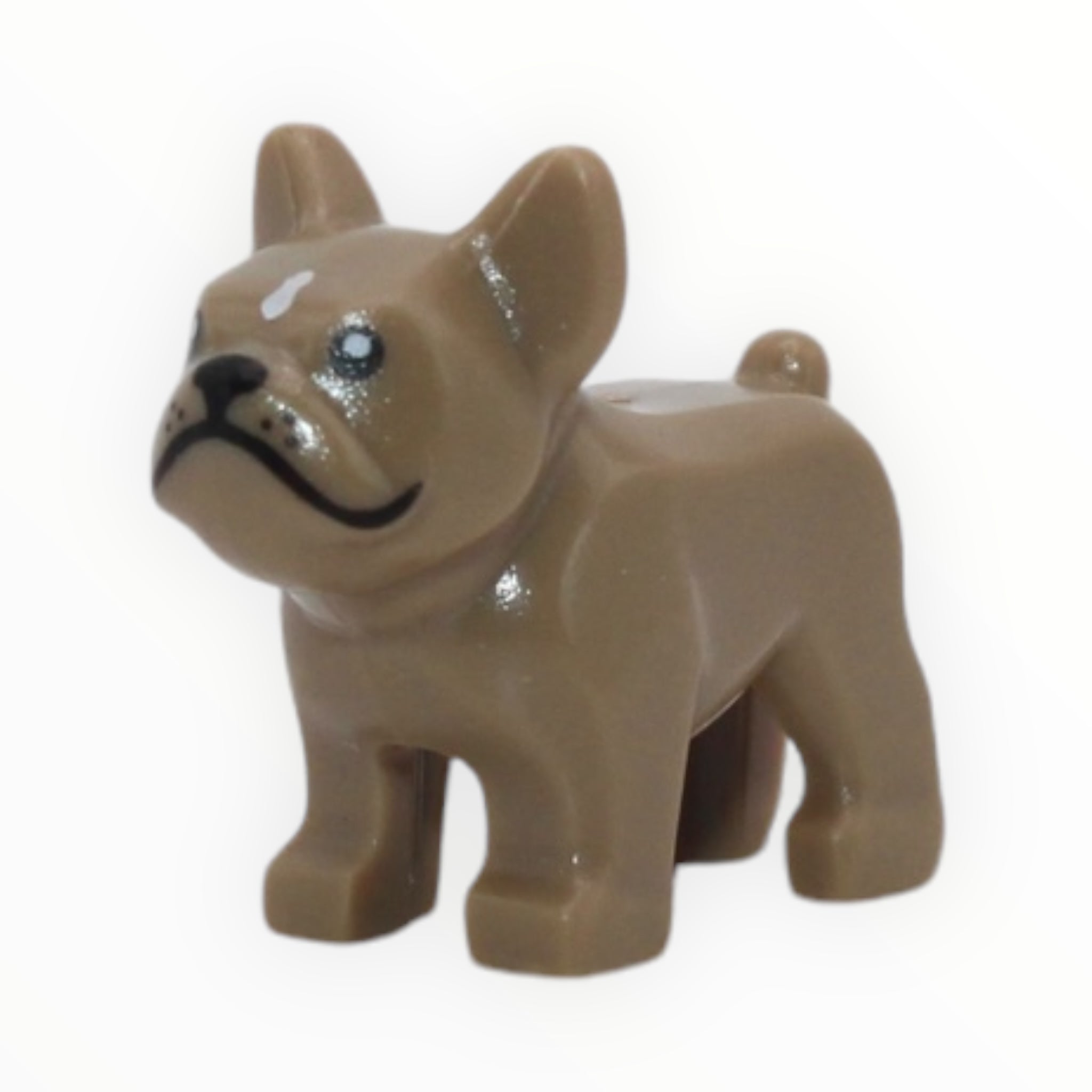 Dark Tan French Bulldog (white spot on forehead)