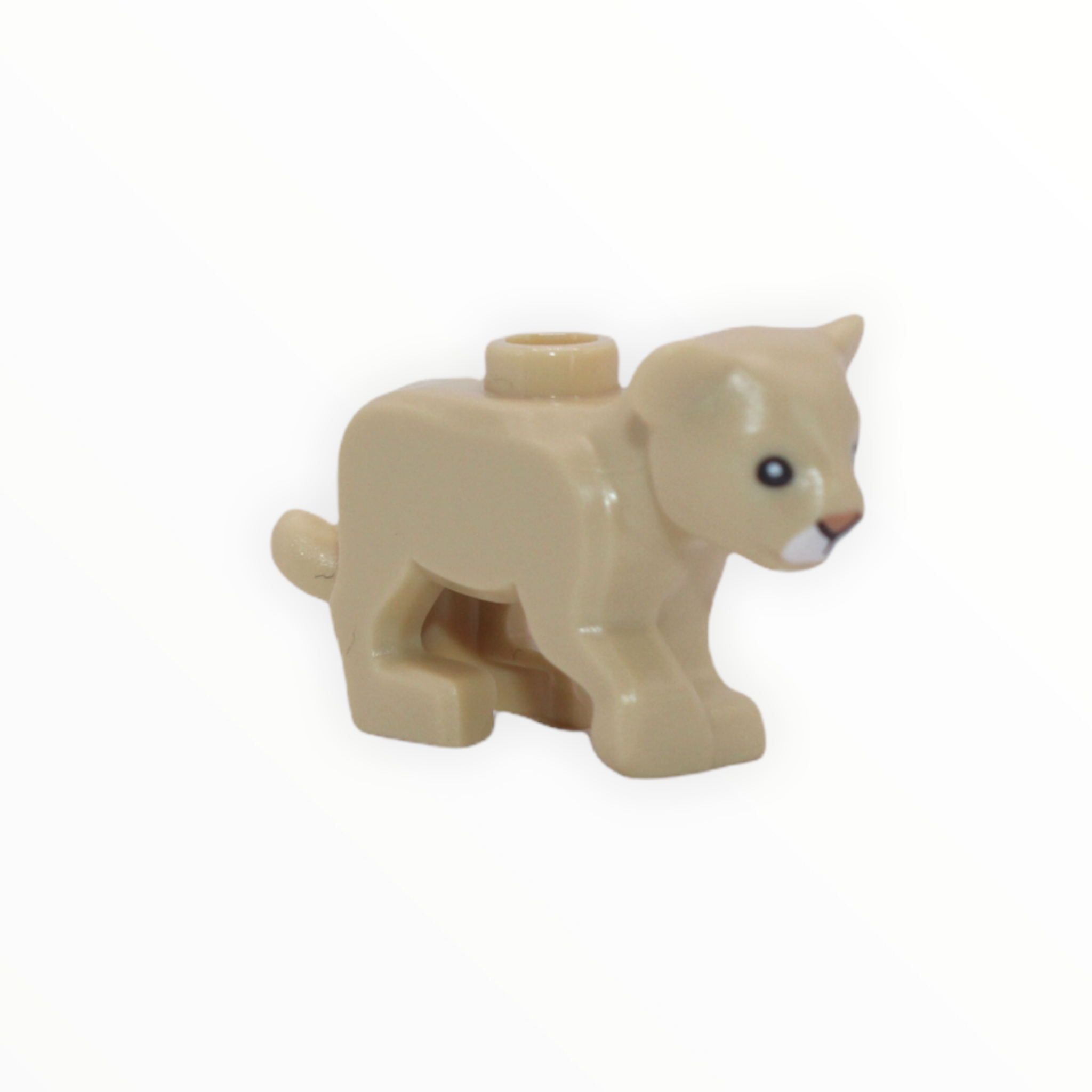 Tan Lion Cub