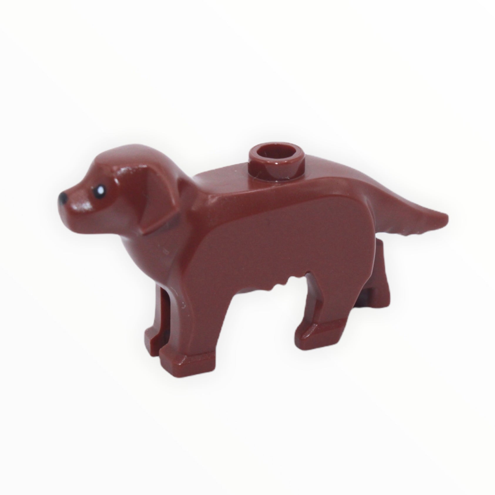 Brown Labrador