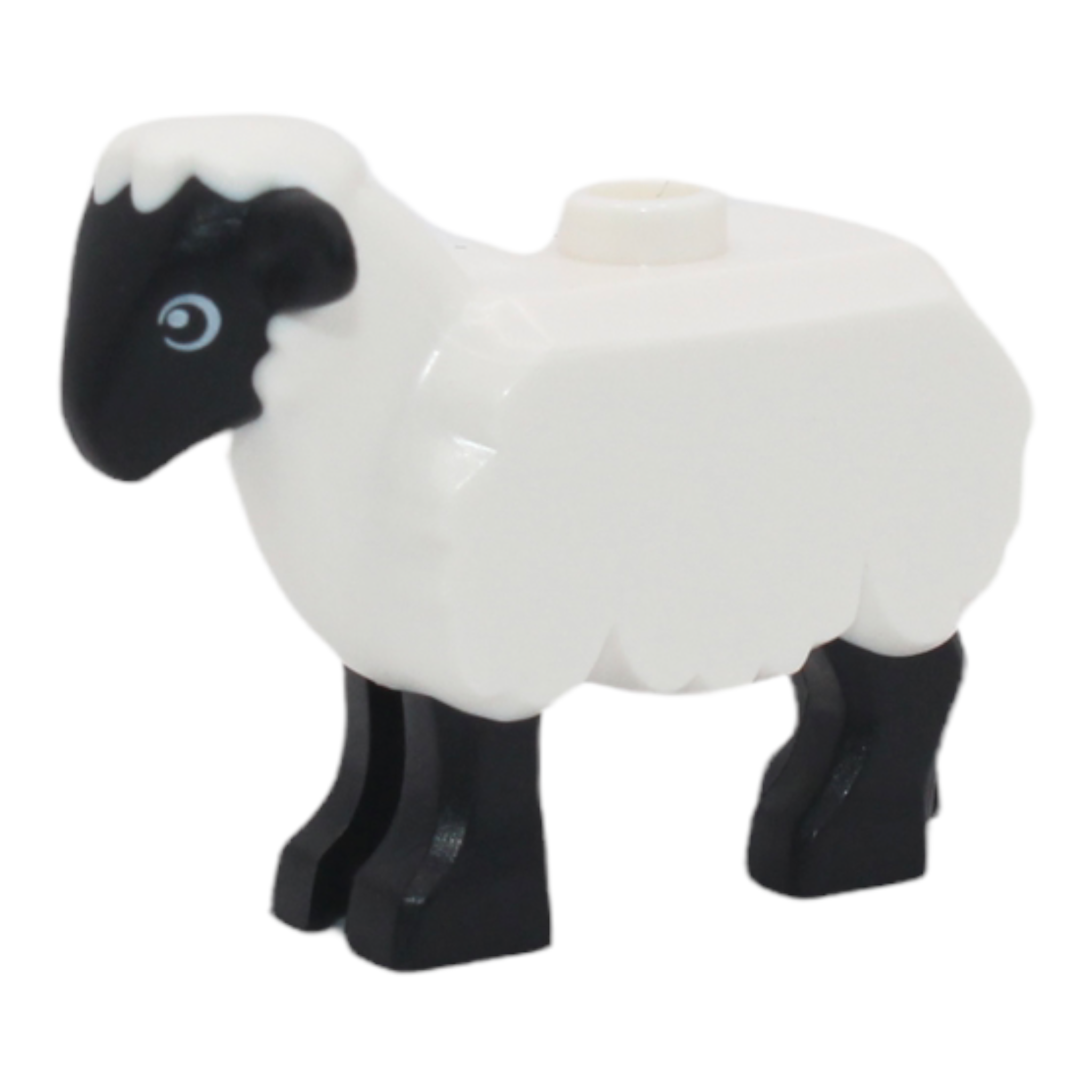 Sheep (white body, black head and legs, 2021)