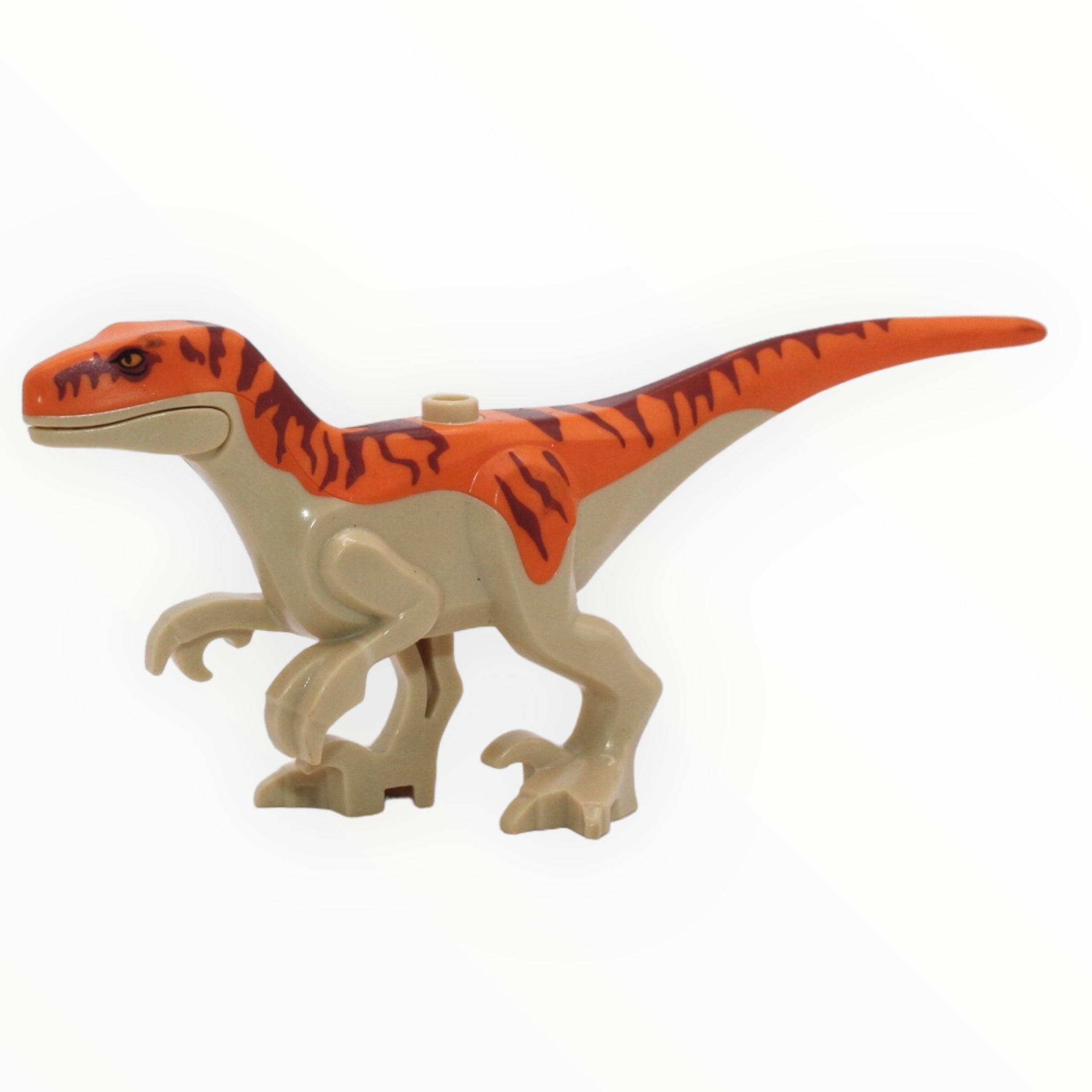 Tan Atrociraptor (orange back)