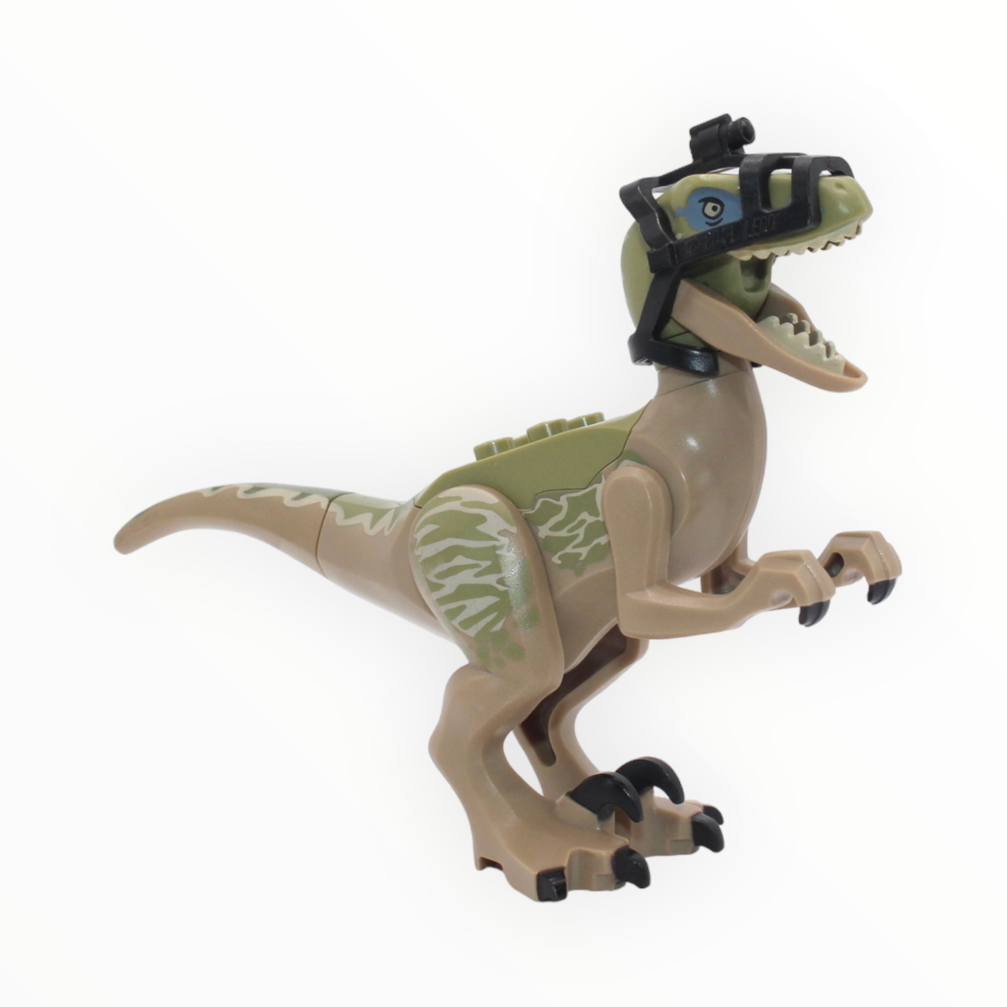 Delta (olive green and tan velociraptor, camera bridle)