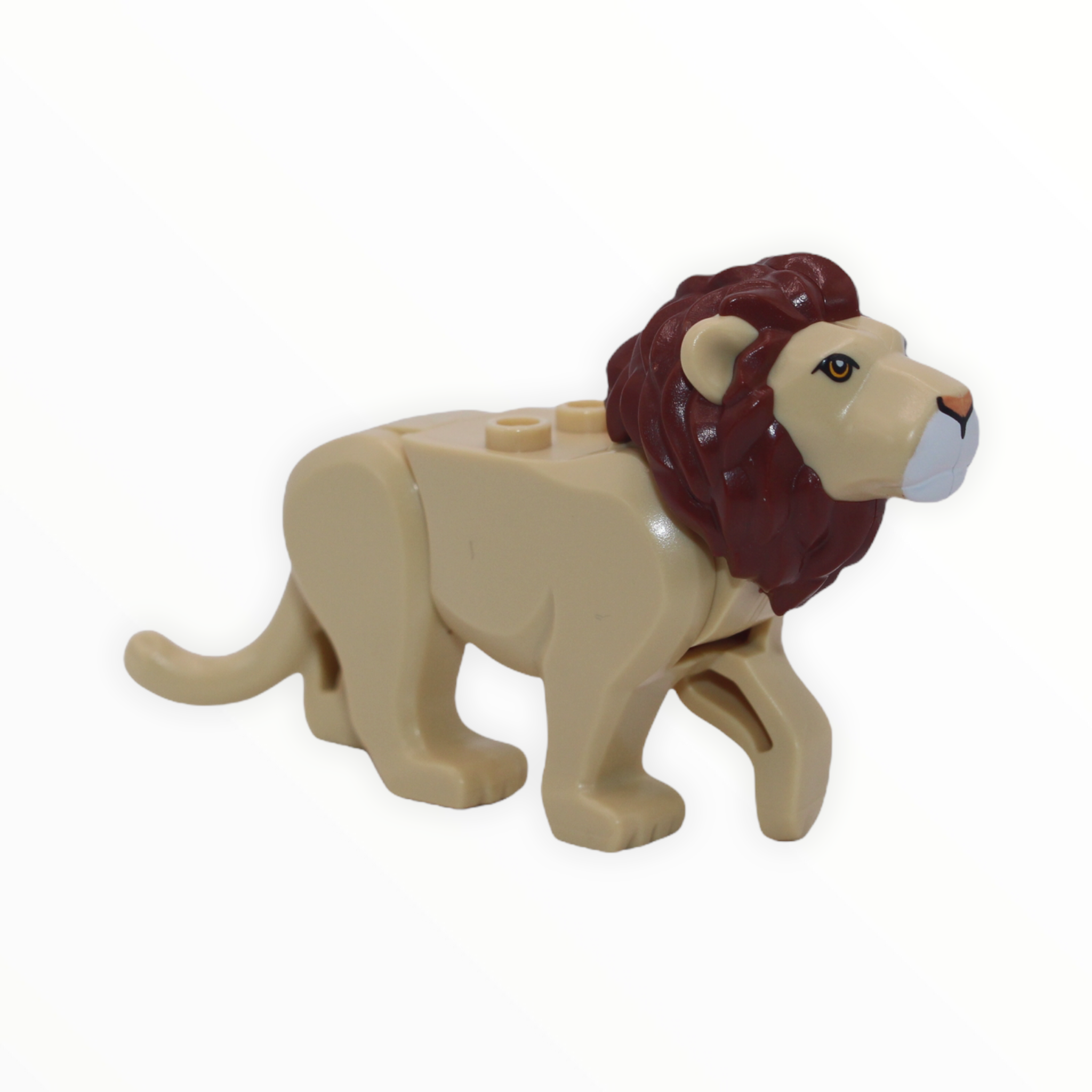 Lion (reddish brown mane)