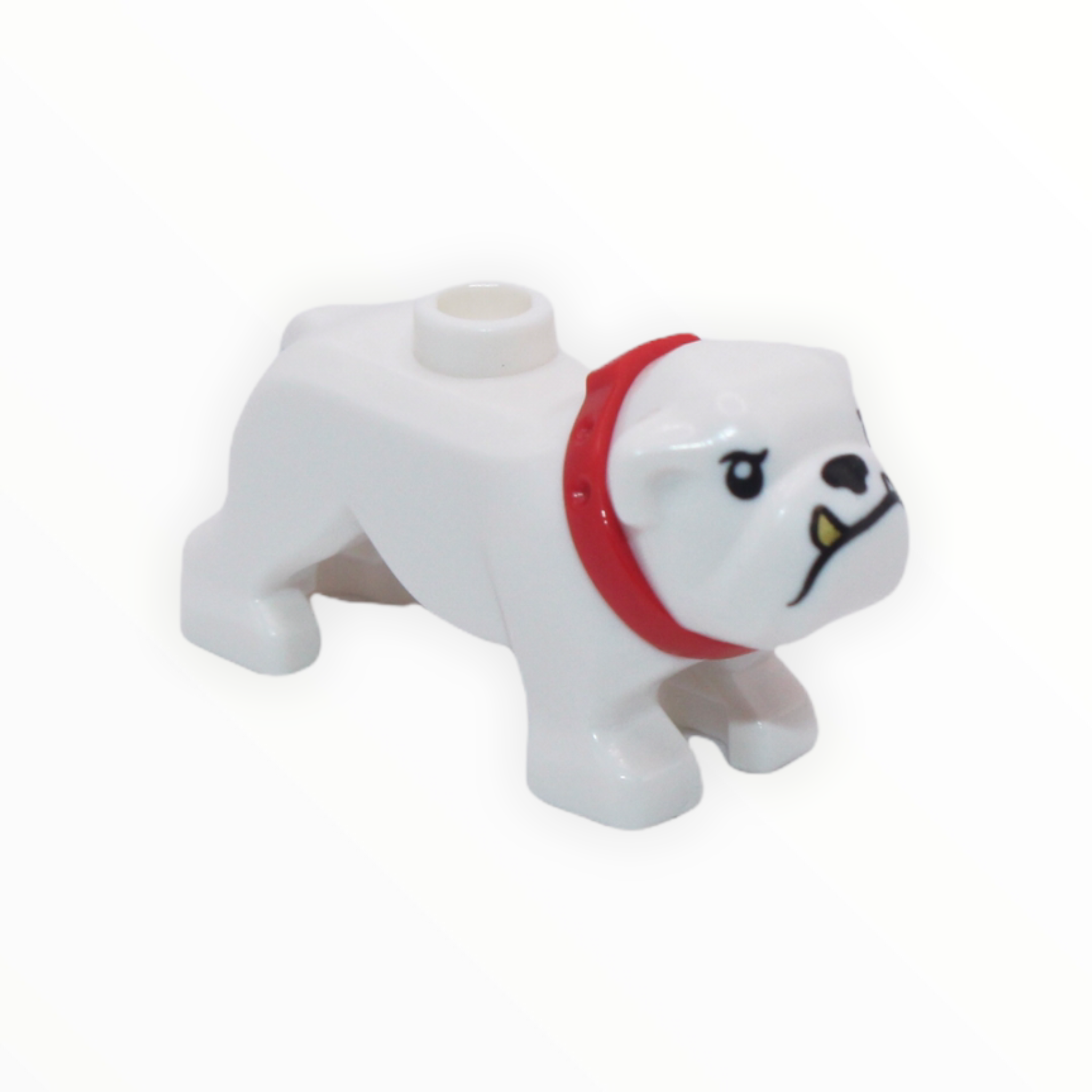 White Bulldog (gold tooth, red collar)