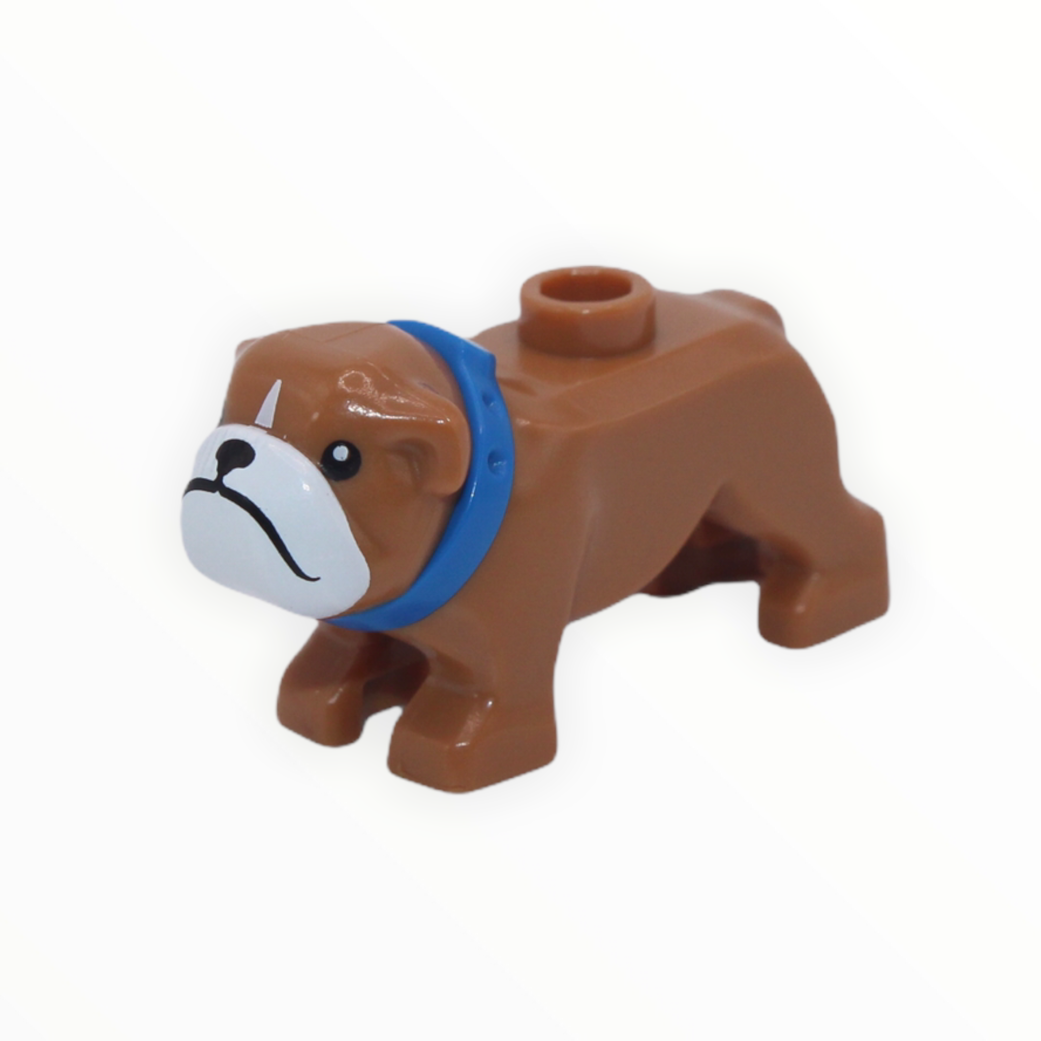 Medium Nougat Bulldog (white muzzle, blue collar)