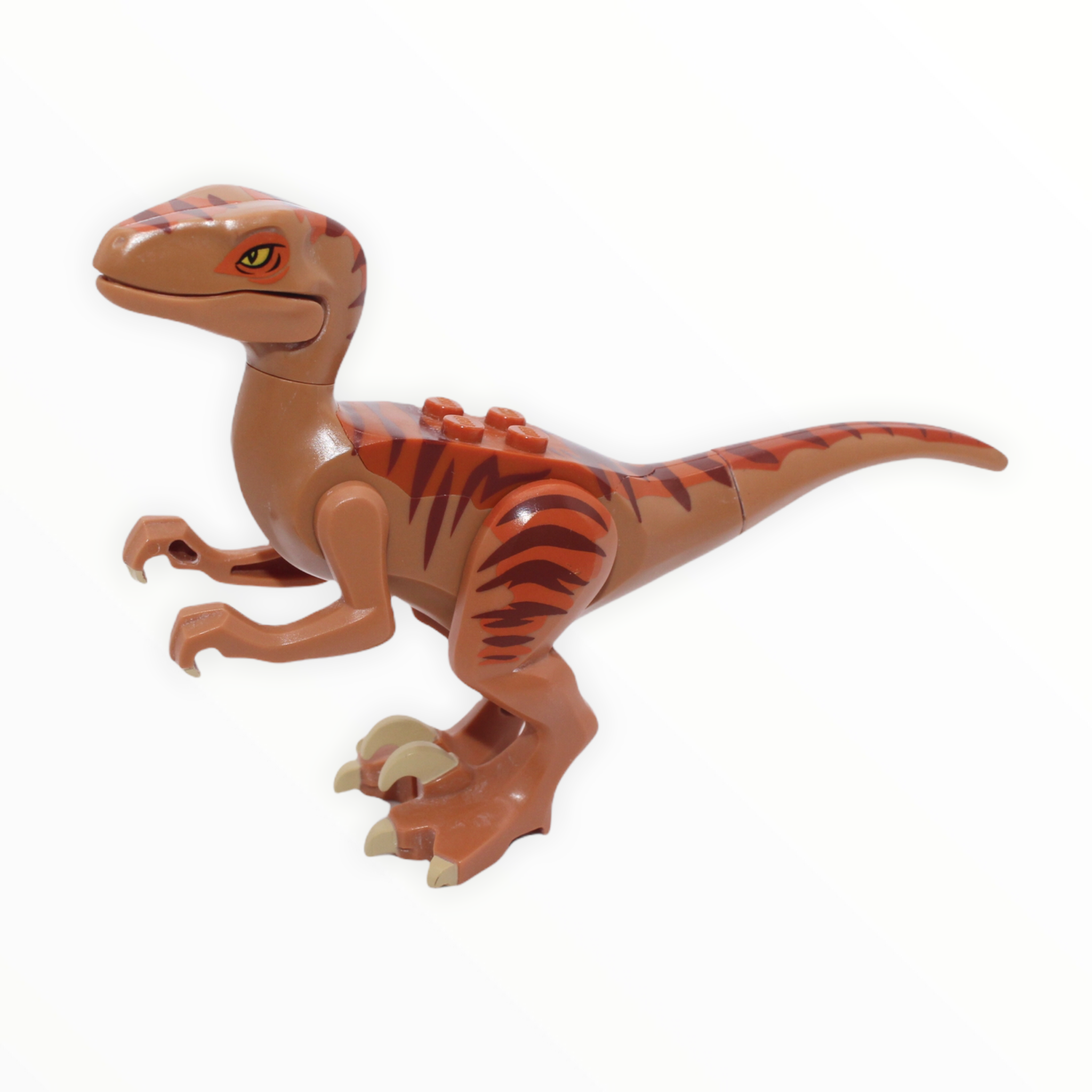 Dark Orange Velociraptor (medium nougat underside, 2012)